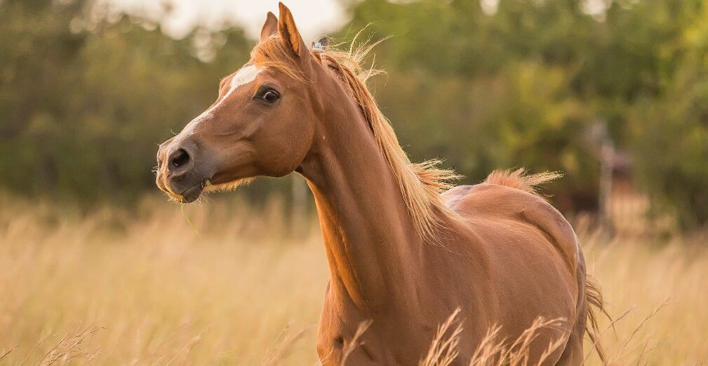 Coaching met paarden: zo werkt het